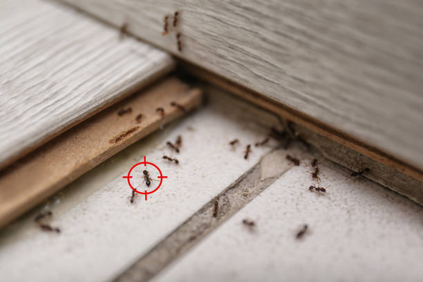 Professional Pest Control in Farmingville, NY
