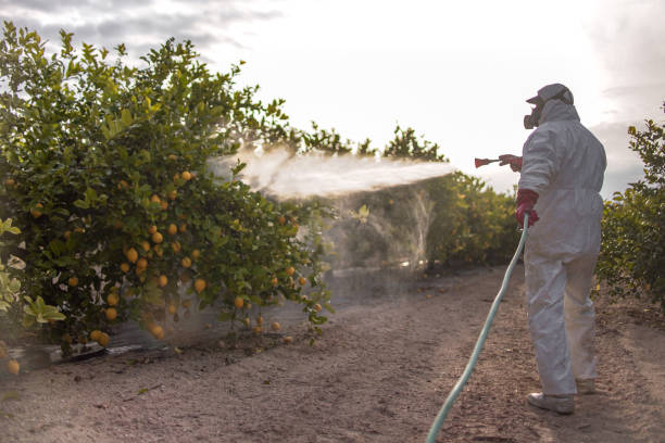 Best Affordable Pest Control Services  in Farmingville, NY