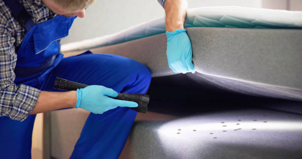 Best Ant Control Services  in Farmingville, NY