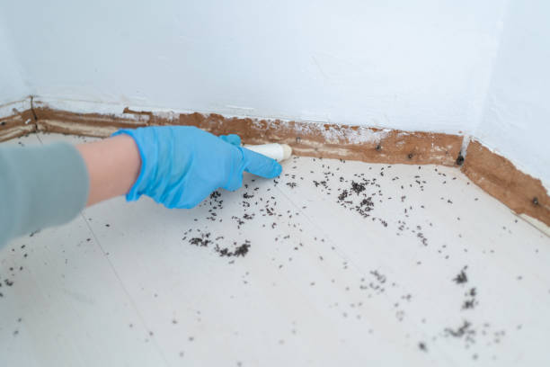 Best Rodent Control Near Me  in Farmingville, NY