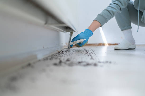 Best Spider Control Near Me  in Farmingville, NY